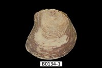 藏品(拖鞋牡蠣)的圖片